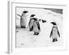 Penguins at London Zoo 1970-Arthur Sidey-Framed Photographic Print