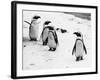 Penguins at London Zoo 1970-Arthur Sidey-Framed Photographic Print