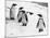 Penguins at London Zoo 1970-Arthur Sidey-Mounted Photographic Print