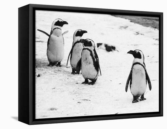 Penguins at London Zoo 1970-Arthur Sidey-Framed Stretched Canvas