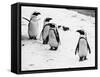 Penguins at London Zoo 1970-Arthur Sidey-Framed Stretched Canvas