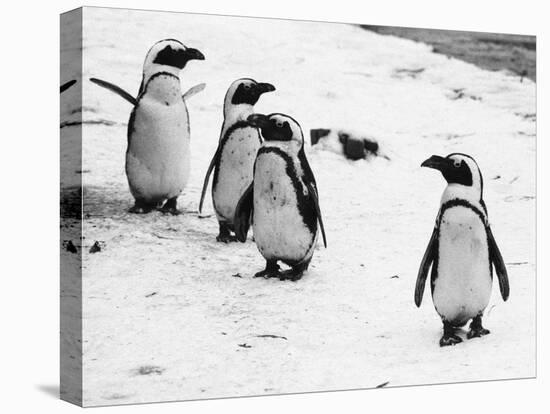 Penguins at London Zoo 1970-Arthur Sidey-Stretched Canvas