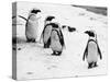 Penguins at London Zoo 1970-Arthur Sidey-Stretched Canvas