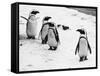 Penguins at London Zoo 1970-Arthur Sidey-Framed Stretched Canvas