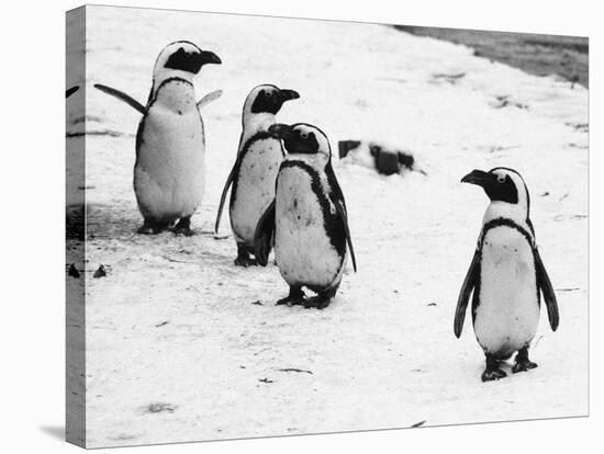 Penguins at London Zoo 1970-Arthur Sidey-Stretched Canvas