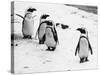 Penguins at London Zoo 1970-Arthur Sidey-Stretched Canvas