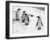 Penguins at London Zoo 1970-Arthur Sidey-Framed Premium Photographic Print