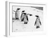 Penguins at London Zoo 1970-Arthur Sidey-Framed Premium Photographic Print