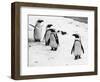 Penguins at London Zoo 1970-Arthur Sidey-Framed Photographic Print