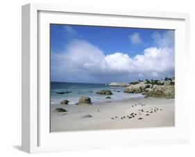 Penguins at the Boulders, Cape Town, South Africa-Bill Bachmann-Framed Premium Photographic Print