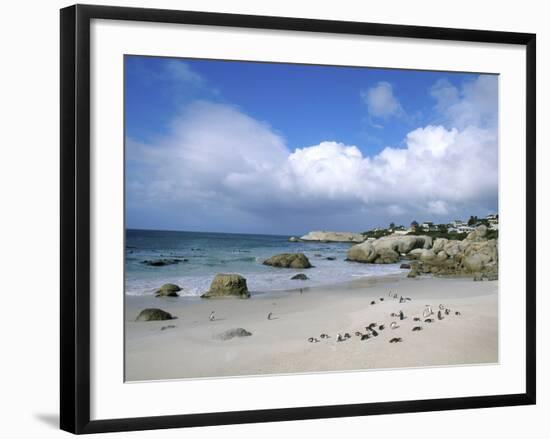 Penguins at the Boulders, Cape Town, South Africa-Bill Bachmann-Framed Photographic Print