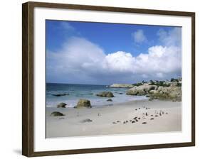 Penguins at the Boulders, Cape Town, South Africa-Bill Bachmann-Framed Photographic Print