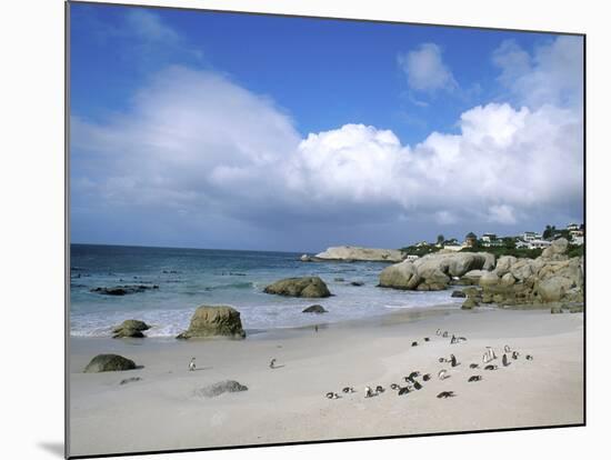 Penguins at the Boulders, Cape Town, South Africa-Bill Bachmann-Mounted Photographic Print