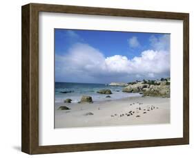 Penguins at the Boulders, Cape Town, South Africa-Bill Bachmann-Framed Photographic Print