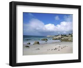 Penguins at the Boulders, Cape Town, South Africa-Bill Bachmann-Framed Photographic Print