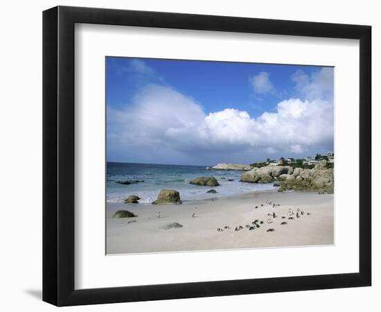 Penguins at the Boulders, Cape Town, South Africa-Bill Bachmann-Framed Photographic Print