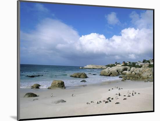 Penguins at the Boulders, Cape Town, South Africa-Bill Bachmann-Mounted Photographic Print