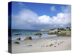 Penguins at the Boulders, Cape Town, South Africa-Bill Bachmann-Stretched Canvas