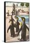 Penguins at the Zoo-null-Framed Stretched Canvas