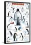 Penguins Chart-null-Framed Poster