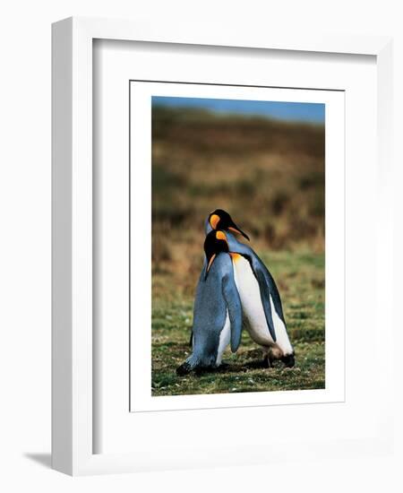 Penguins Falling Asleep-null-Framed Art Print