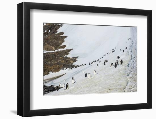 Penguins, Hope Bay, Antarctica, Polar Regions-Michael Runkel-Framed Photographic Print