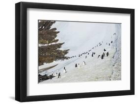 Penguins, Hope Bay, Antarctica, Polar Regions-Michael Runkel-Framed Photographic Print