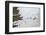 Penguins, Hope Bay, Antarctica, Polar Regions-Michael Runkel-Framed Photographic Print