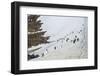 Penguins, Hope Bay, Antarctica, Polar Regions-Michael Runkel-Framed Photographic Print