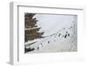 Penguins, Hope Bay, Antarctica, Polar Regions-Michael Runkel-Framed Photographic Print