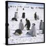 Penguins in the Snow-null-Stretched Canvas