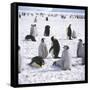 Penguins in the Snow-null-Framed Stretched Canvas