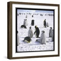 Penguins in the Snow-null-Framed Photographic Print