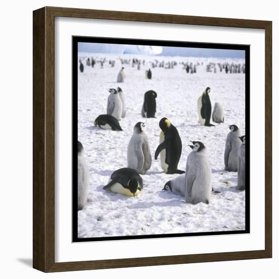 Penguins in the Snow-null-Framed Photographic Print