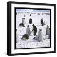 Penguins in the Snow-null-Framed Photographic Print