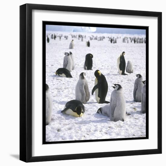 Penguins in the Snow-null-Framed Photographic Print