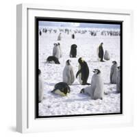 Penguins in the Snow-null-Framed Photographic Print