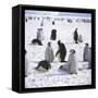 Penguins in the Snow-null-Framed Stretched Canvas