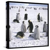 Penguins in the Snow-null-Stretched Canvas