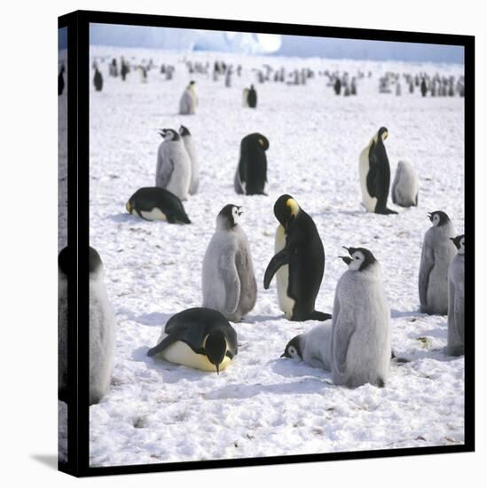 Penguins in the Snow-null-Stretched Canvas