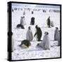 Penguins in the Snow-null-Stretched Canvas