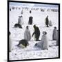 Penguins in the Snow-null-Mounted Photographic Print