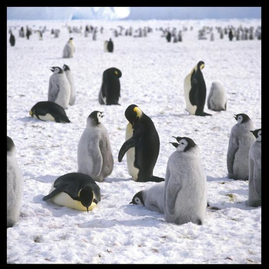 Premium Photographic Print, , large