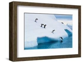 Penguins Jumping Of Glacier-null-Framed Art Print