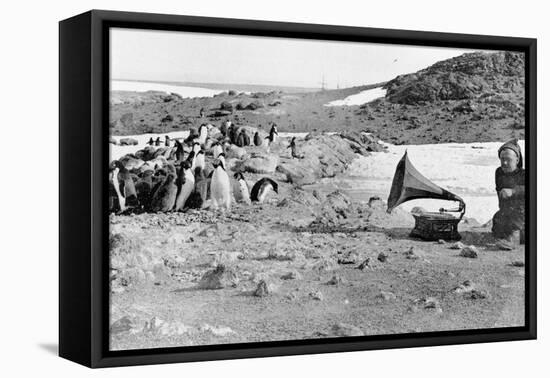 Penguins Listening to the Gramophone During Shackleton's 1907-09 Antarctic Expedition, from 'The…-English Photographer-Framed Stretched Canvas