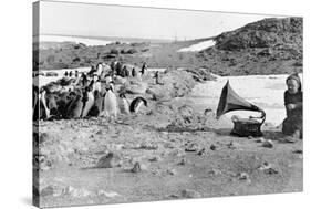 Penguins Listening to the Gramophone During Shackleton's 1907-09 Antarctic Expedition, from 'The…-English Photographer-Stretched Canvas