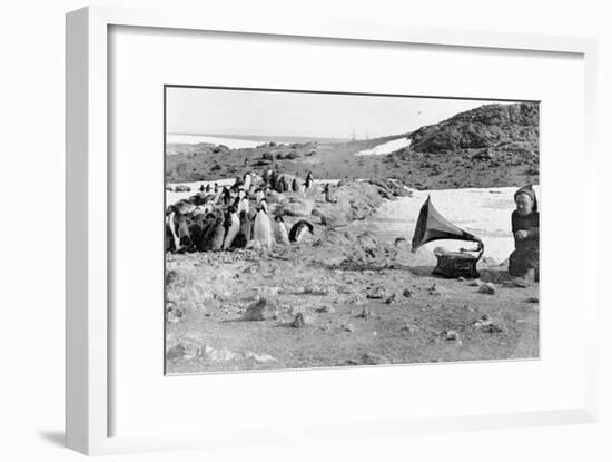 Penguins Listening to the Gramophone During Shackleton's 1907-09 Antarctic Expedition, from 'The…-English Photographer-Framed Giclee Print