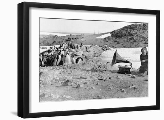 Penguins Listening to the Gramophone During Shackleton's 1907-09 Antarctic Expedition, from 'The…-English Photographer-Framed Giclee Print