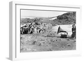 Penguins Listening to the Gramophone During Shackleton's 1907-09 Antarctic Expedition, from 'The…-English Photographer-Framed Giclee Print