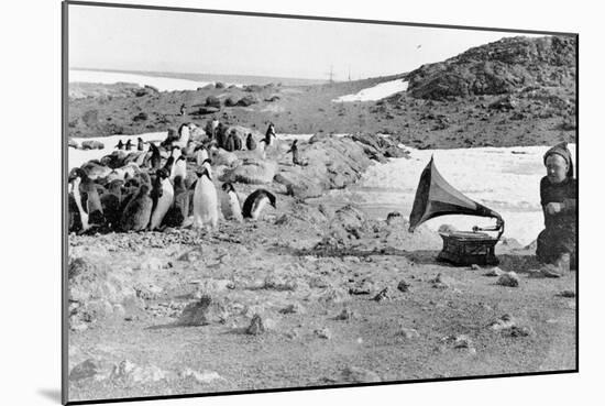 Penguins Listening to the Gramophone During Shackleton's 1907-09 Antarctic Expedition, from 'The…-English Photographer-Mounted Giclee Print